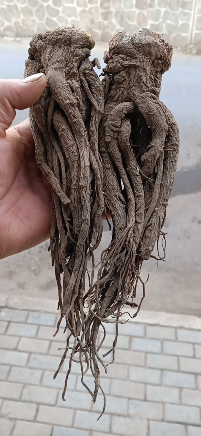 当归农家黑土地自产无硫无污染种植清洗切片非野生当归