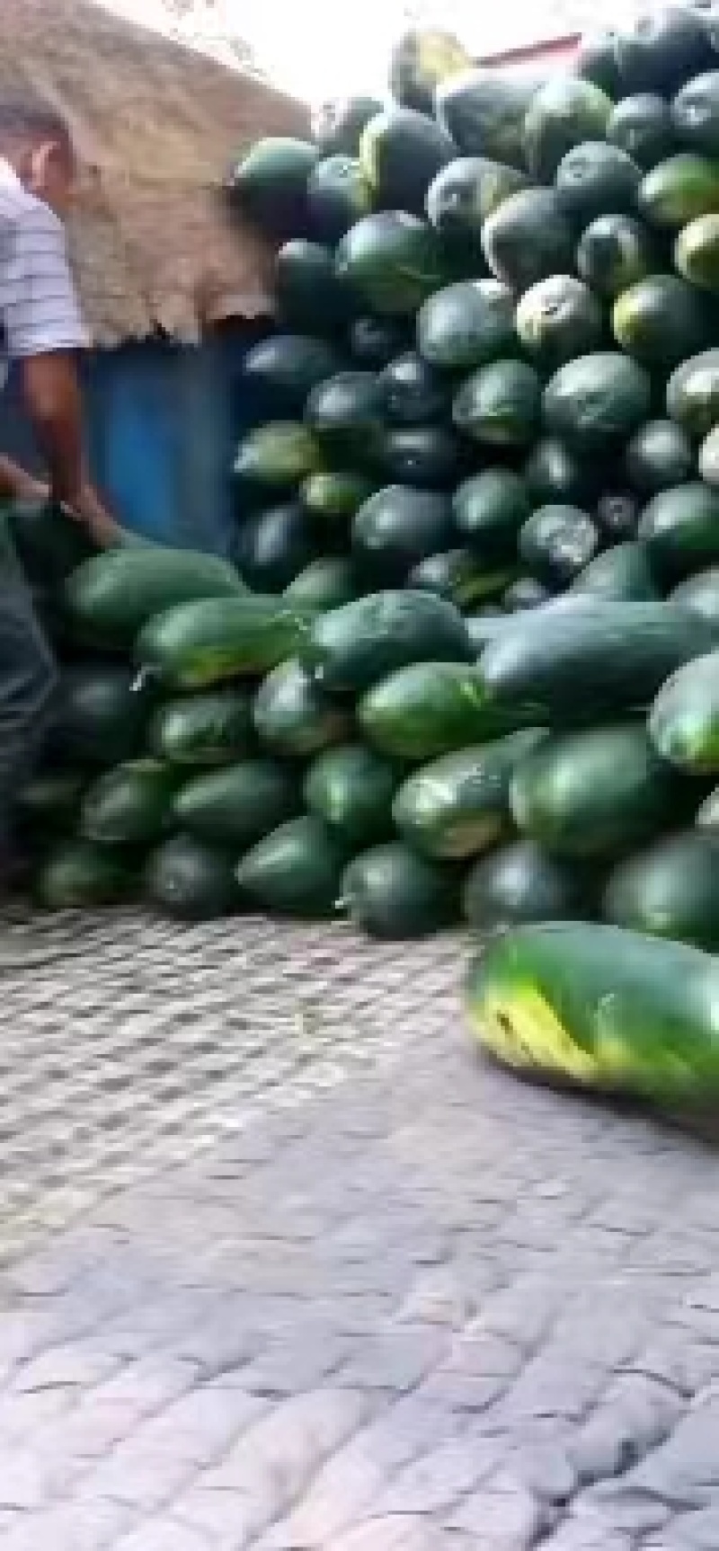 【热卖】河北冬瓜黑皮冬瓜大量供应货好价优