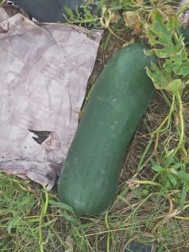 【热卖】河北冬瓜黑皮冬瓜大量供应货好价优