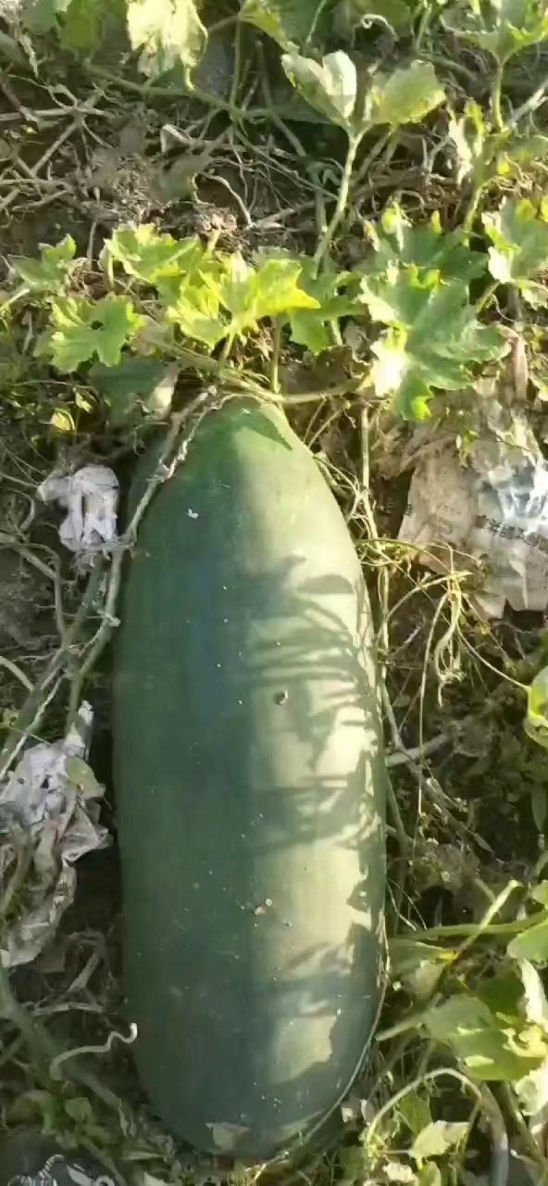 【热卖】河北冬瓜黑皮冬瓜大量供应货好价优