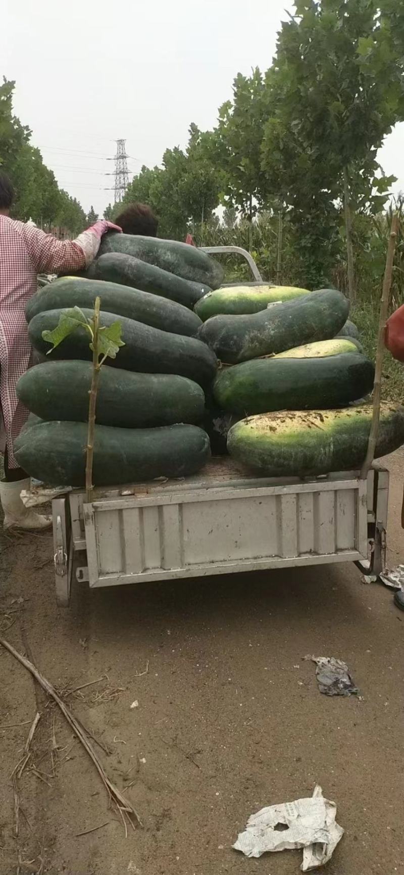 【热卖】河北冬瓜黑皮冬瓜大量供应货好价优