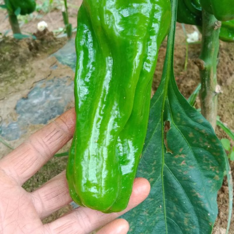 鲜辣椒，新苗货