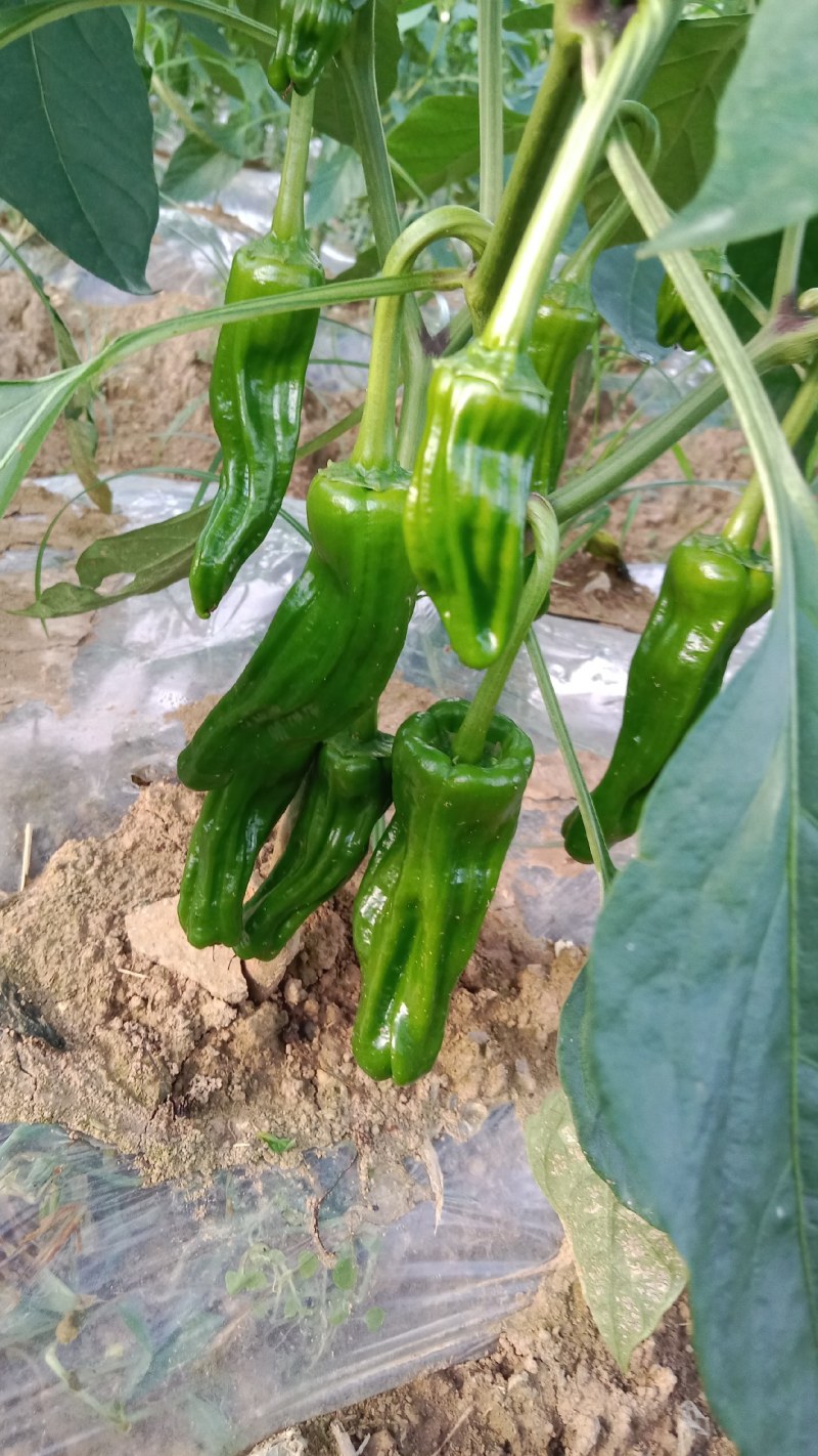 鲜辣椒，新苗货