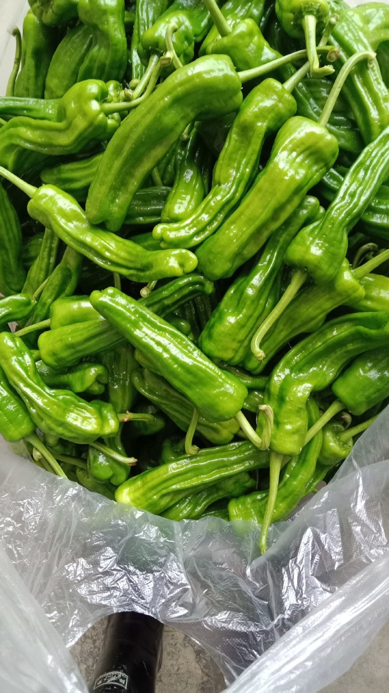 鲜辣椒，新苗货