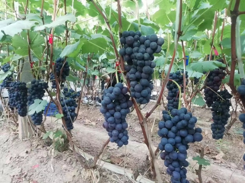 河北永年夏黑葡萄种植基地大量上市，鲜葡萄