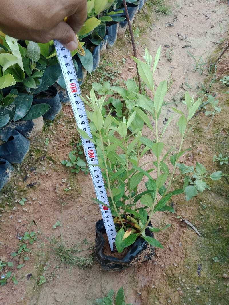 毛杜鹃