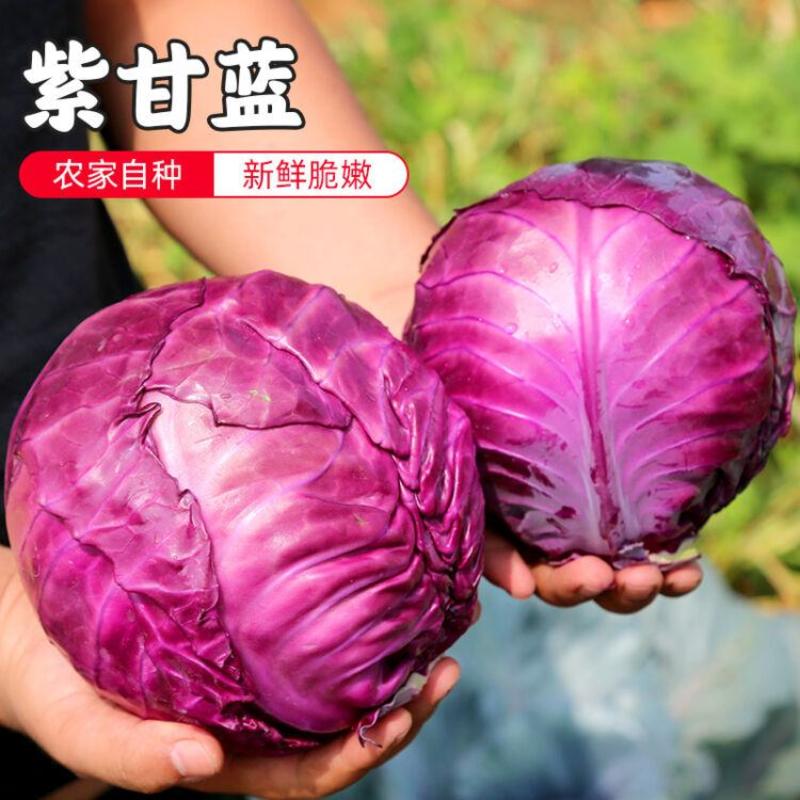 早熟紫甘蓝种子四季结球包心紫白菜种籽易种耐寒孢子卷心蔬菜