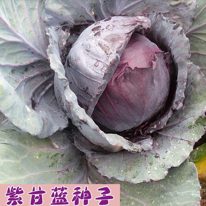 早熟紫甘蓝种子四季结球包心紫白菜种籽易种耐寒孢子卷心蔬菜