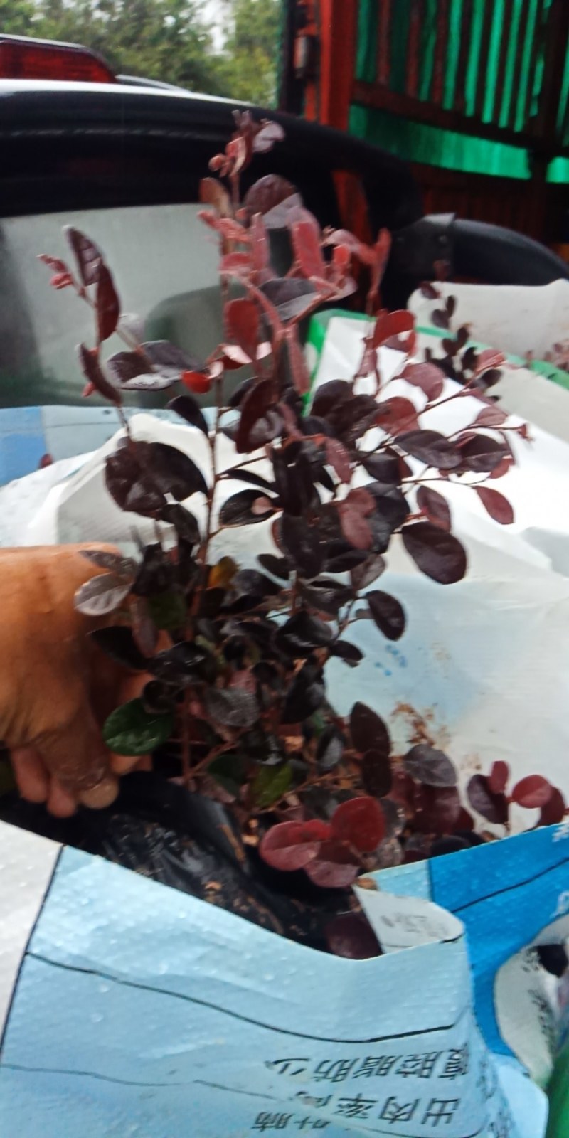 红花檵木