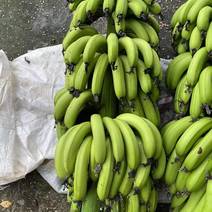 高州曹江镇香蕉，纯绿色食品，没农药等残留，更无任何污染