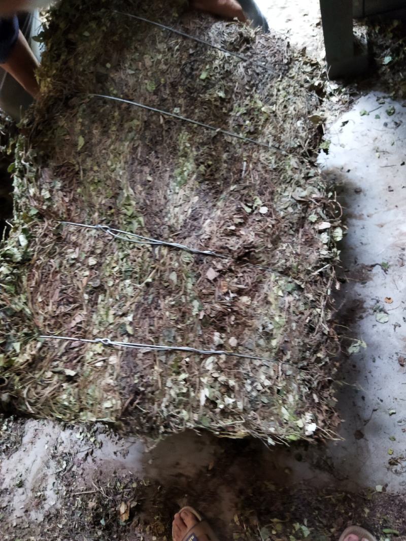 金钱草川金钱草大叶野生金钱草0.17含量大货产地直供