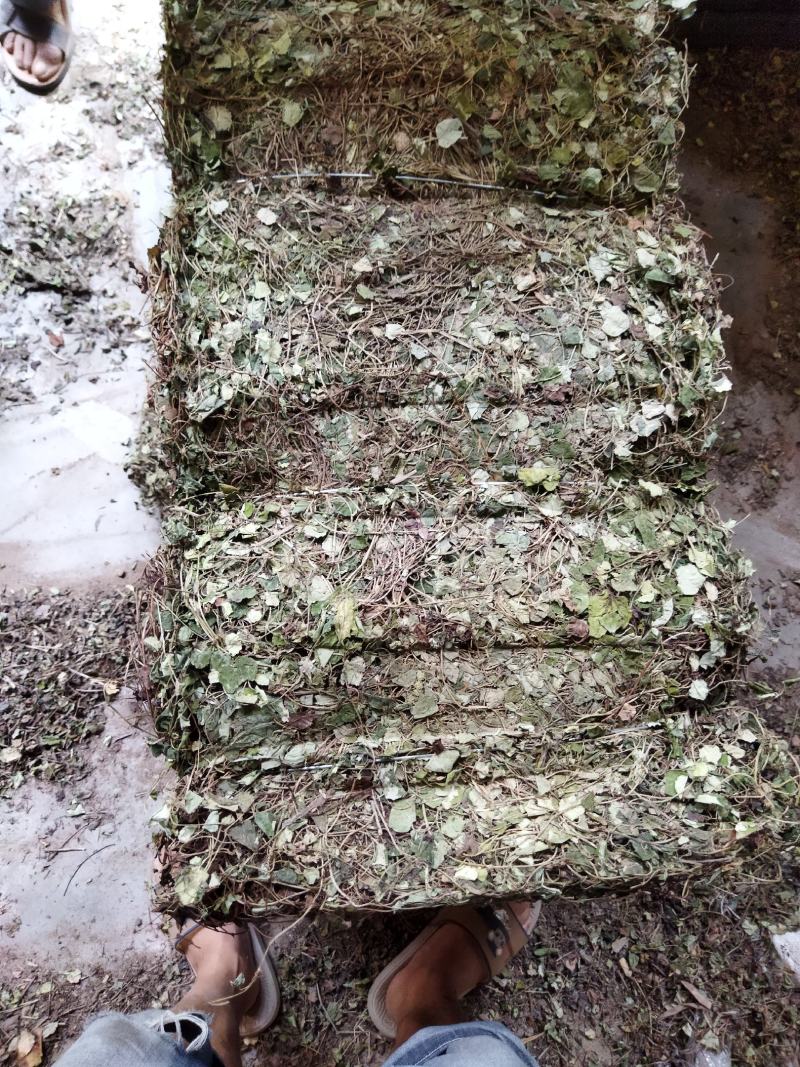 金钱草川金钱草大叶野生金钱草0.17含量大货产地直供