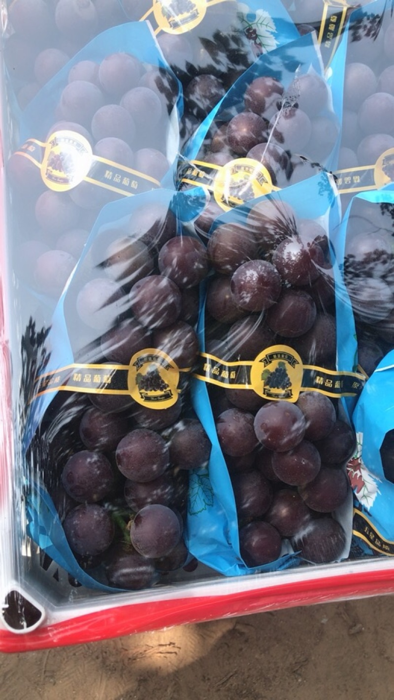 乒乓球葡萄熟了，有想法的朋友们抓紧时间一亩田联系我
