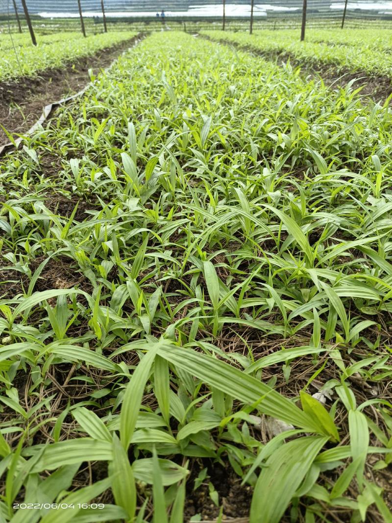 纯紫花三叉白芨驯化种苗成活率98%以上提供种植技术