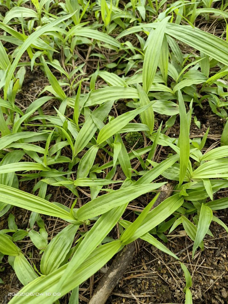 纯紫花三叉白芨驯化种苗成活率98%以上提供种植技术