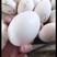 狮头鹅种蛋可孵化受精蛋，正宗特大种，果园养殖的几十只种鹅