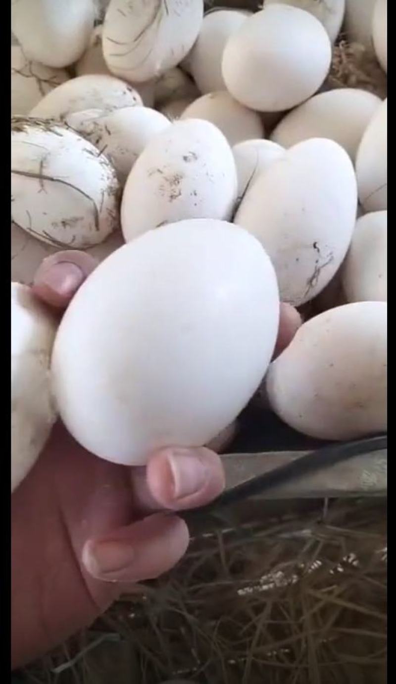 狮头鹅种蛋可孵化受精蛋，正宗特大种，果园养殖的几十只种鹅
