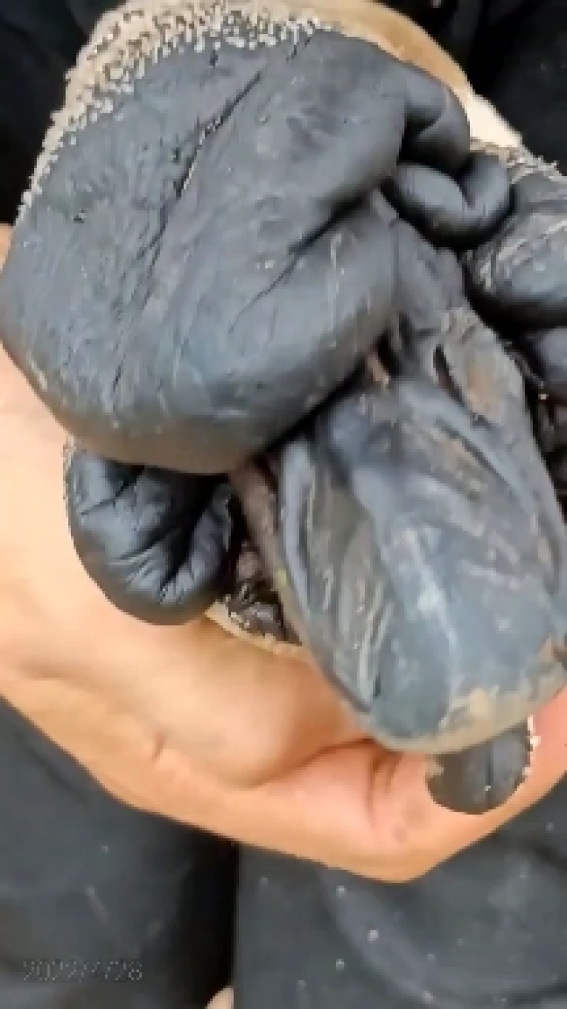 狮头鹅种蛋可孵化受精蛋，正宗特大种，果园养殖的几十只种鹅