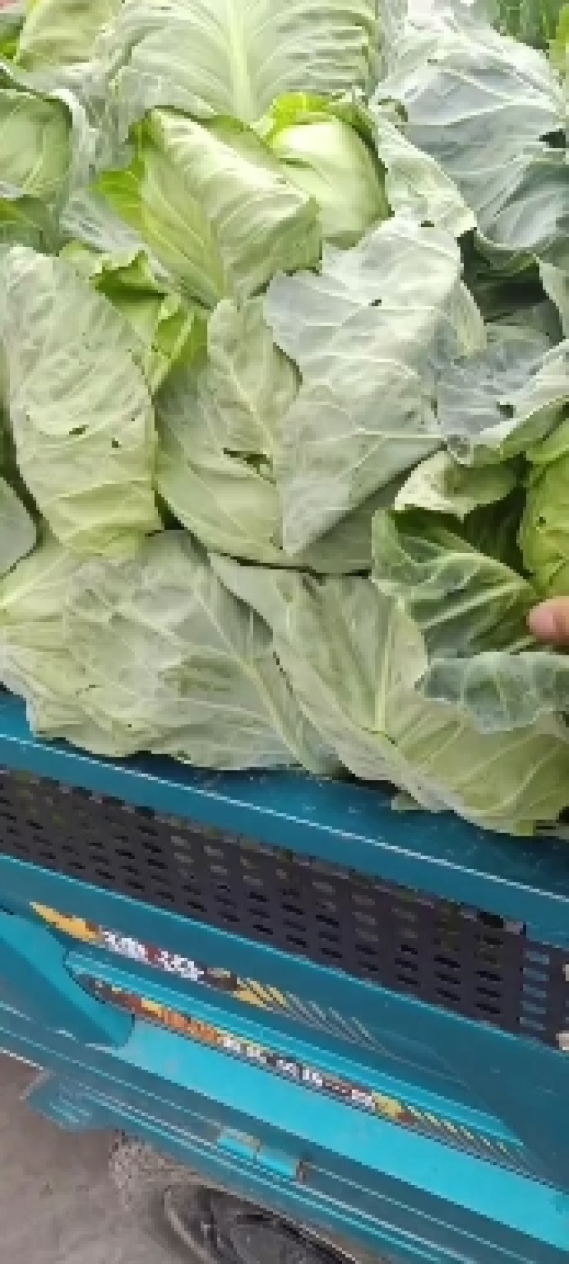 精品甘蓝，产地直发没中间商，质量保证