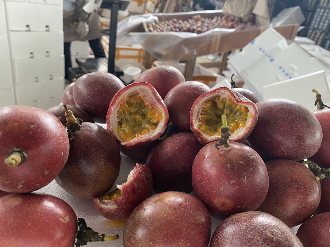 新鲜成熟紫果百香果横切面高清特写:果皮呈深紫红色,果肉为明黄色胶质状汁囊,包裹大量乌黑发亮可食性种子,汁液丰盈欲滴,体现高可溶性固形物与活性物质富集状态 紫果百香果切开特写,露出金黄色饱满果汁囊与黑色可食籽粒,果肉晶莹透亮,表面附着细密果汁液滴