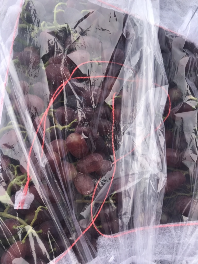 冷棚巨盛1号葡萄大量上市中，有想法的老板抓紧时间一亩田