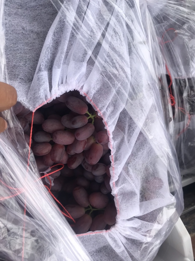 冷棚巨盛1号葡萄大量上市中，有想法的老板抓紧时间一亩田