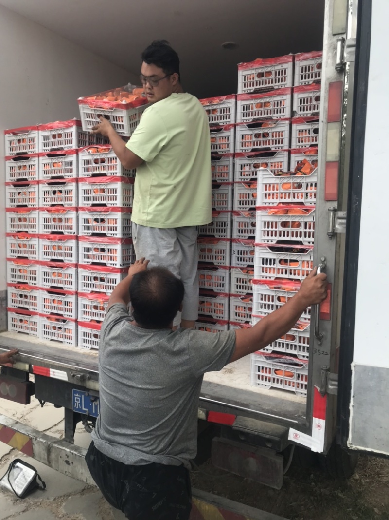 冷棚巨盛1号葡萄大量上市中，有想法的老板抓紧时间一亩田