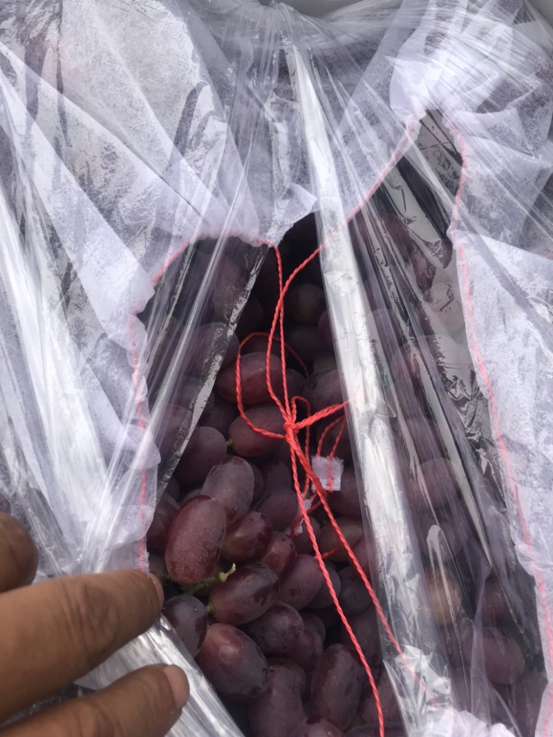 冷棚巨盛1号葡萄大量上市中，有想法的老板抓紧时间一亩田