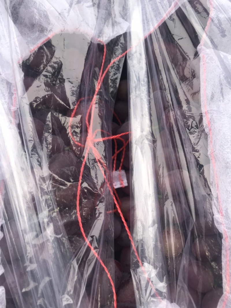 冷棚巨盛1号葡萄大量上市中，有想法的老板抓紧时间一亩田