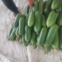 优质小冬瓜，个头三斤左右，质量好，货源充足，皮青。
