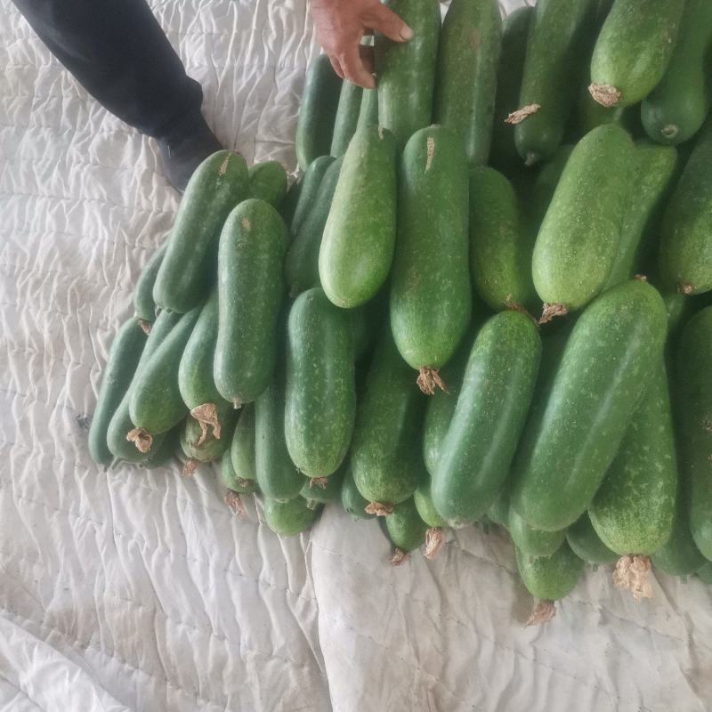 优质小冬瓜，个头三斤左右，质量好，货源充足，皮青。