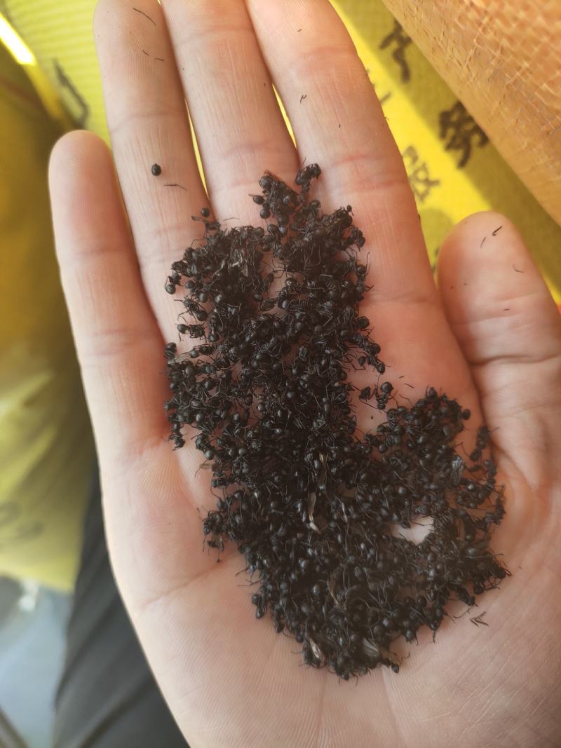 大黑蚂蚁蚂蚁干蚂蚁野生拟黑多刺蚁黑蚂蚁散装养生泡酒料