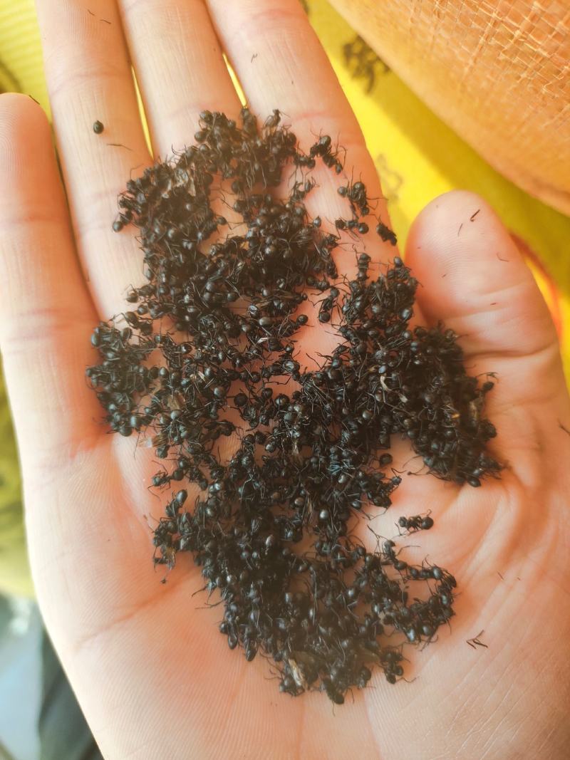 大黑蚂蚁蚂蚁干蚂蚁野生拟黑多刺蚁黑蚂蚁散装养生泡酒料