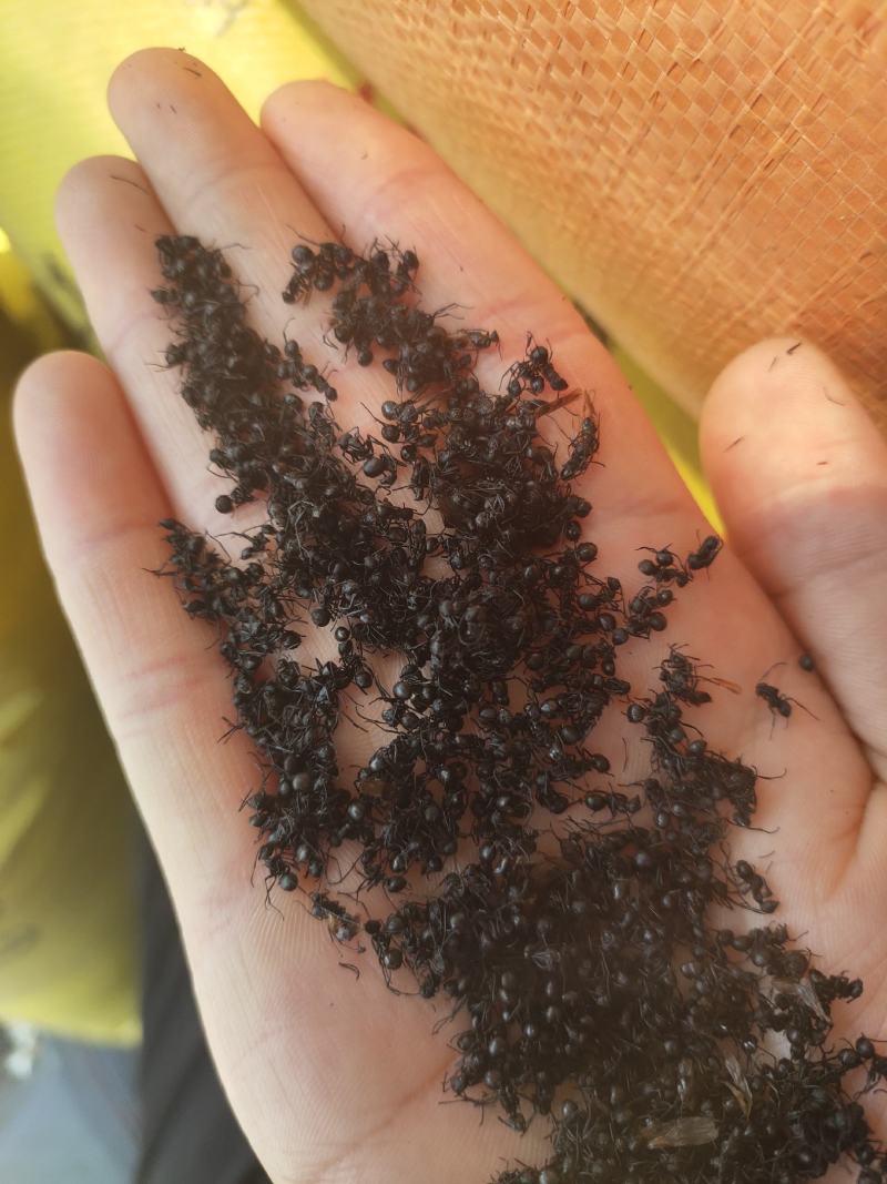 大黑蚂蚁蚂蚁干蚂蚁野生拟黑多刺蚁黑蚂蚁散装养生泡酒料