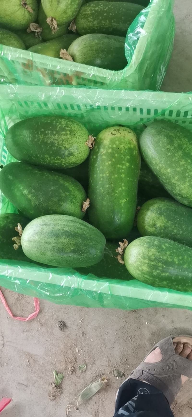 优质小冬瓜，个头三斤左右，质量好，货源充足，皮青。