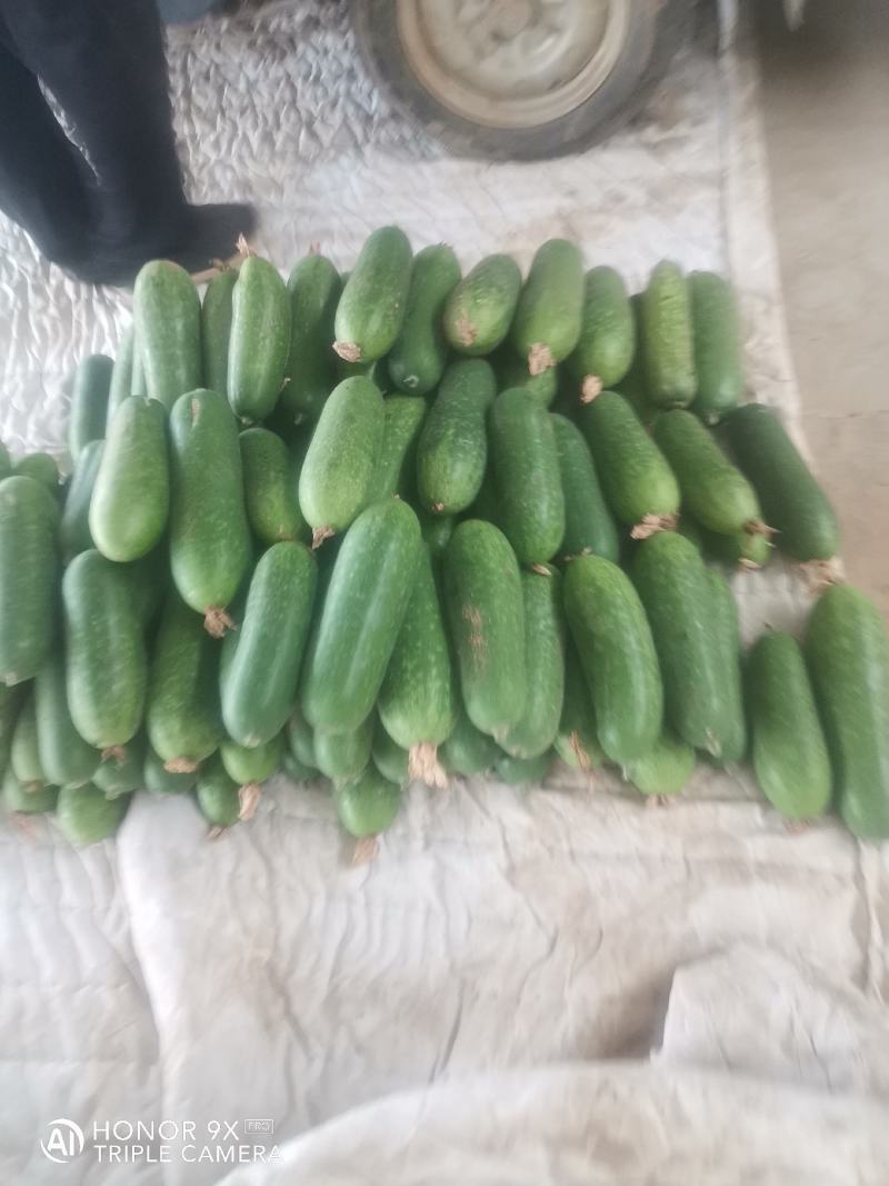 优质小冬瓜，个头三斤左右，质量好，货源充足，皮青。
