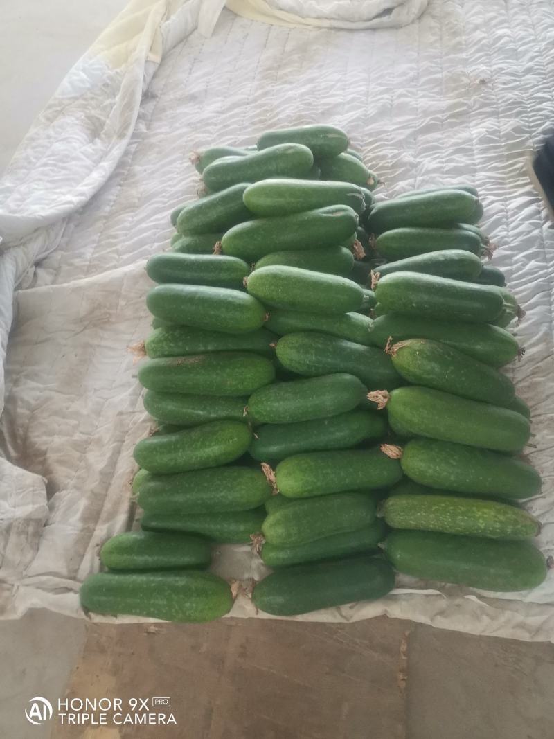 优质小冬瓜，个头三斤左右，质量好，货源充足，皮青。