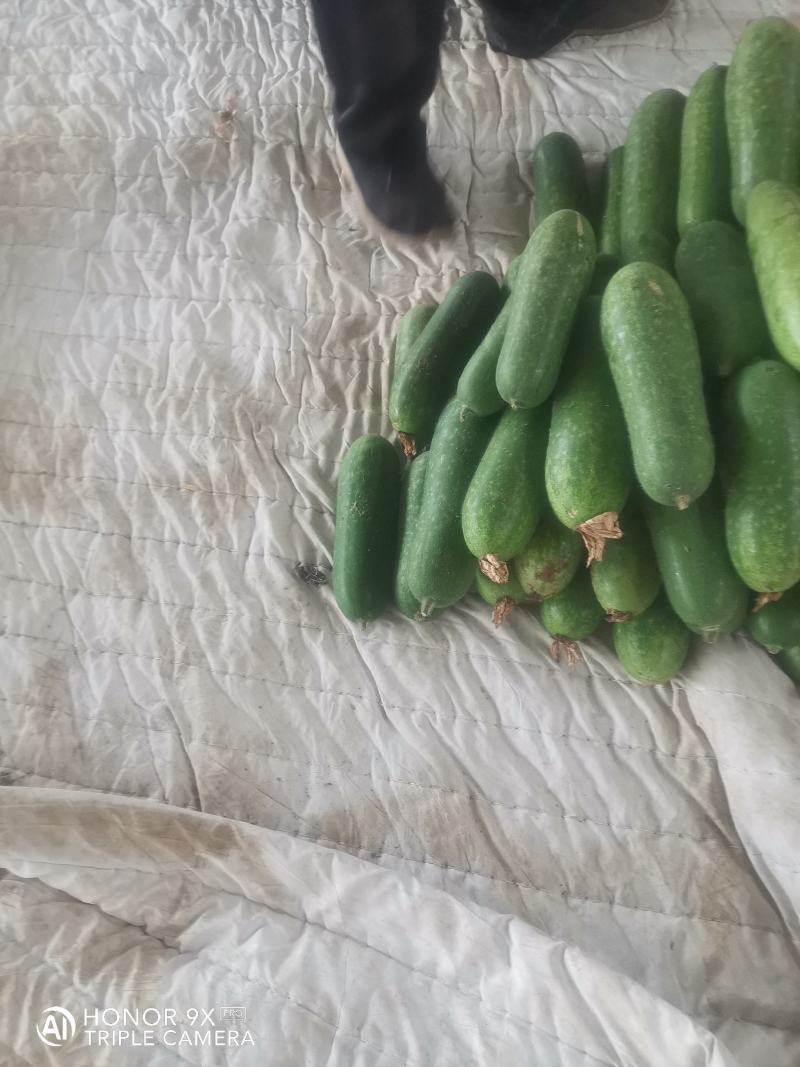 优质小冬瓜，个头三斤左右，质量好，货源充足，皮青。