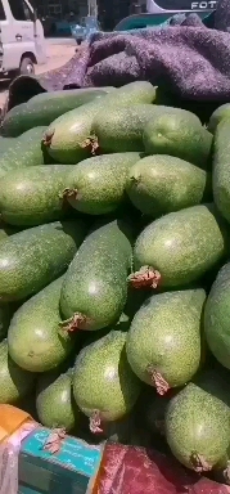 优质小冬瓜，个头三斤左右，质量好，货源充足，皮青。