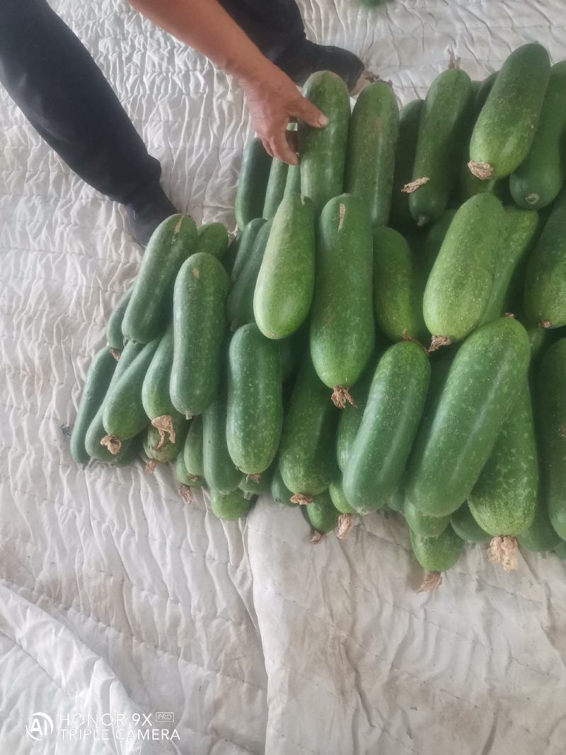 优质小冬瓜，个头三斤左右，质量好，货源充足，皮青。