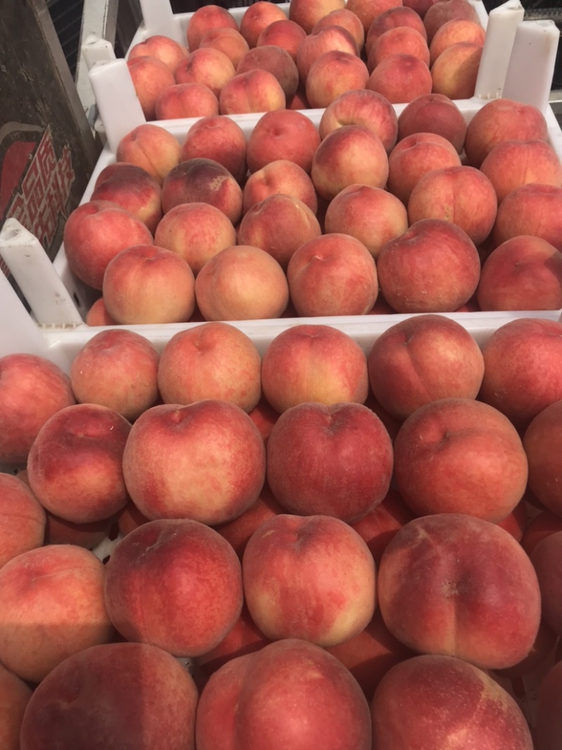 精品突围毛桃大量上市中货源充足汁水饱满欢迎咨询