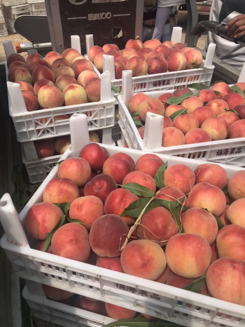 精品突围毛桃大量上市中货源充足汁水饱满欢迎咨询