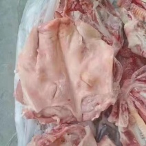 一级猪头国产肥猪劈半无耳8-10斤