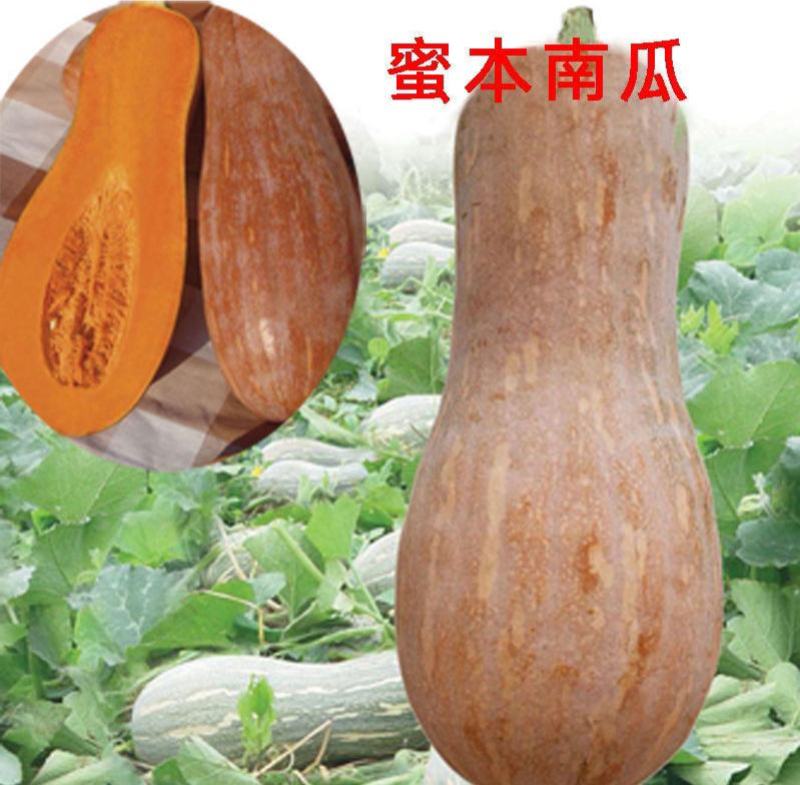 蜜本南瓜种子种籽早栗苗食用香甜早熟高产蔬菜苗孑菜种
