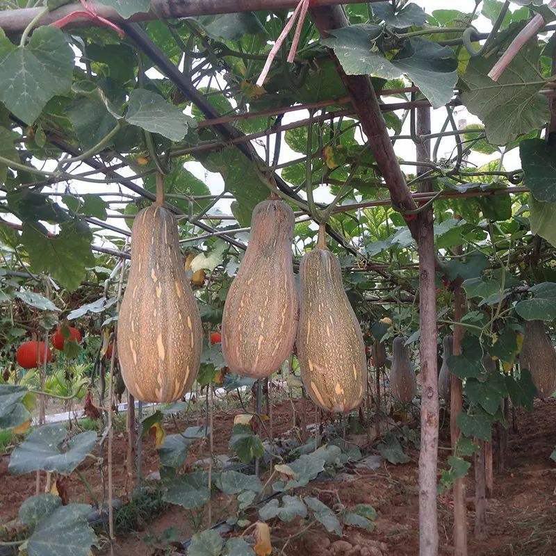 蜜本南瓜种子种籽早栗苗食用香甜早熟高产蔬菜苗孑菜种