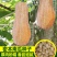 蜜本南瓜种子种籽早栗苗食用香甜早熟高产蔬菜苗孑菜种
