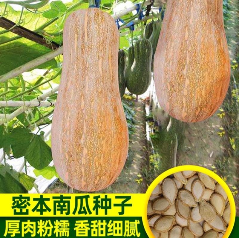 蜜本南瓜种子种籽早栗苗食用香甜早熟高产蔬菜苗孑菜种