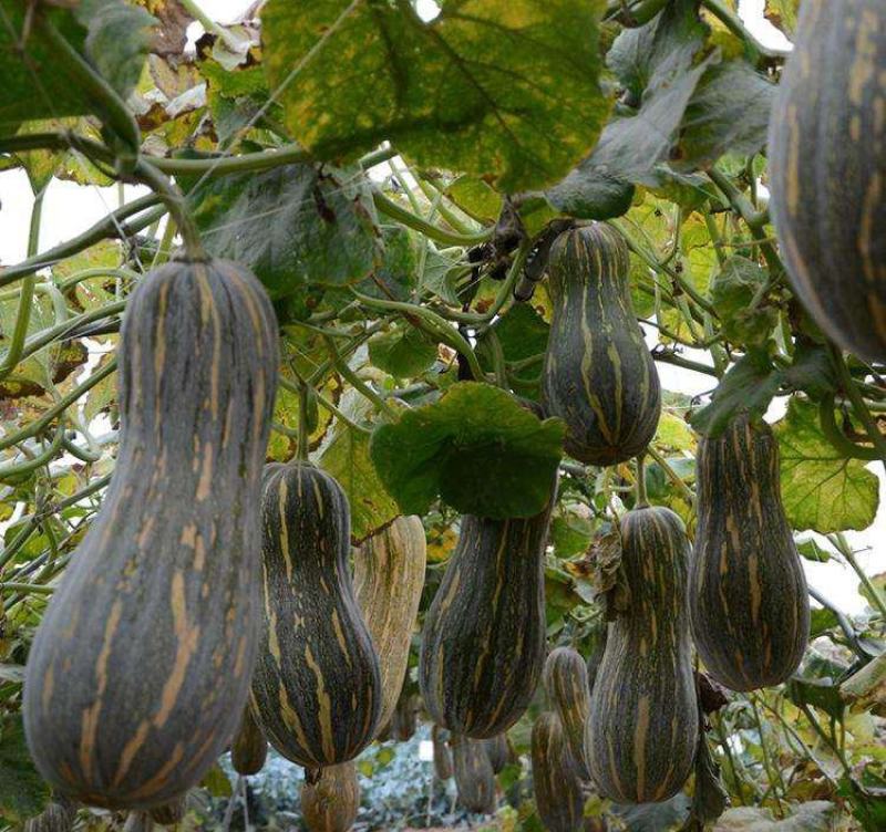 蜜本南瓜种子种籽早栗苗食用香甜早熟高产蔬菜苗孑菜种