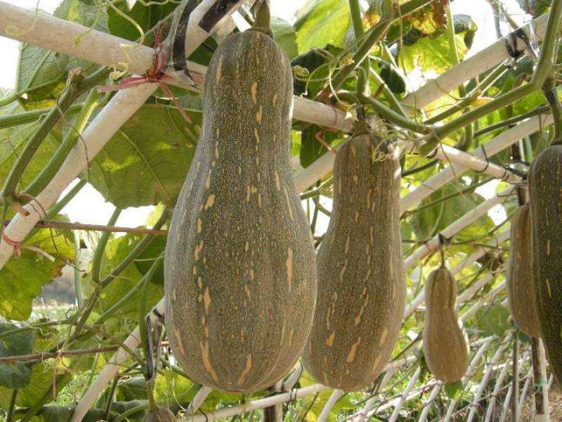 蜜本南瓜种子种籽早栗苗食用香甜早熟高产蔬菜苗孑菜种