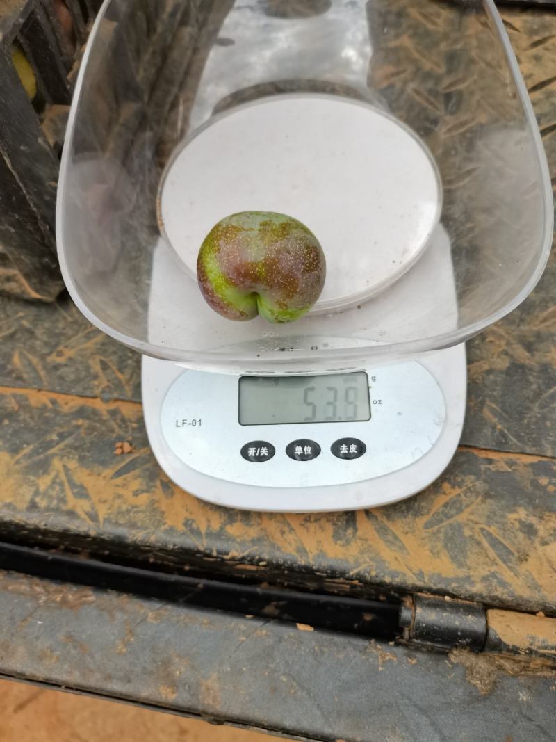半边红开始上糖度15左右